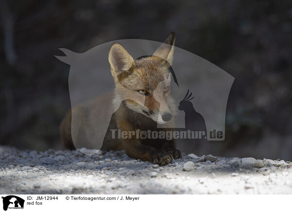 red fox / JM-12944