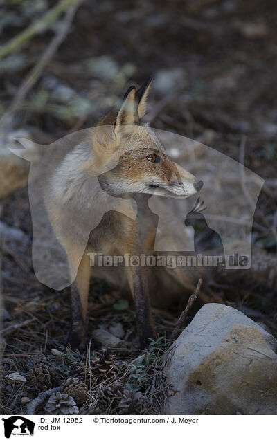 red fox / JM-12952