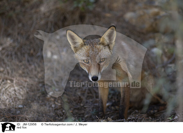 red fox / JM-12956