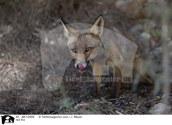 red fox / JM-12958
