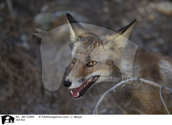 red fox / JM-12960