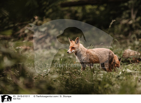 red fox / SVS-01011