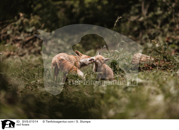 red foxes / SVS-01014