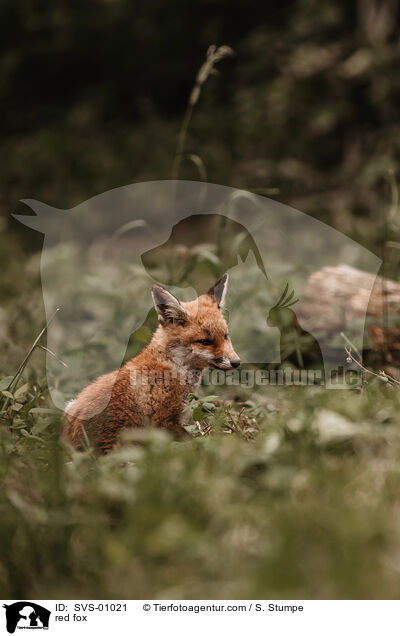 red fox / SVS-01021