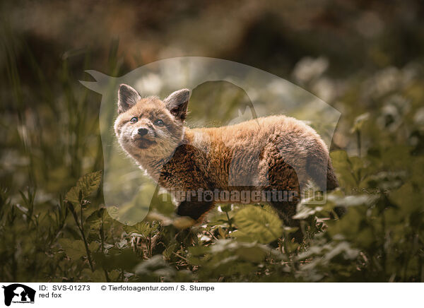 red fox / SVS-01273