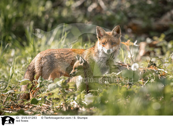 red foxes / SVS-01283