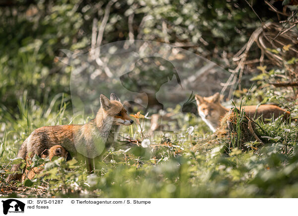red foxes / SVS-01287