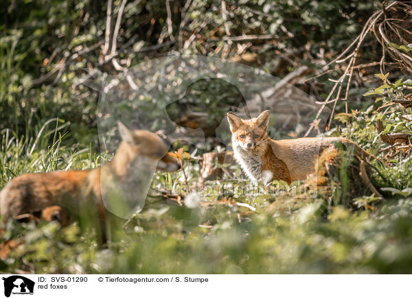 red foxes / SVS-01290