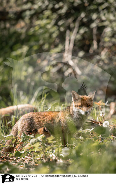 red foxes / SVS-01293