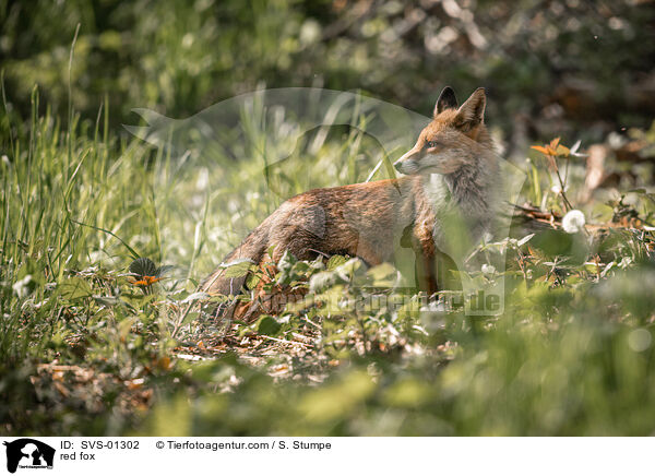 red fox / SVS-01302