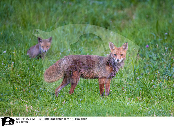 red foxes / FH-02312