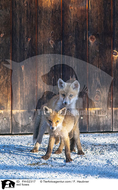 red foxes / FH-02317