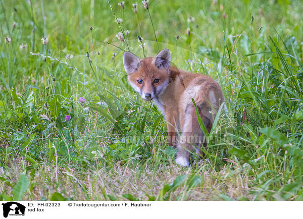 red fox / FH-02323