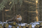 standing red fox
