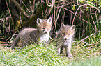 Red Fox Puppies