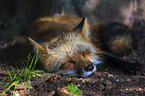 red fox