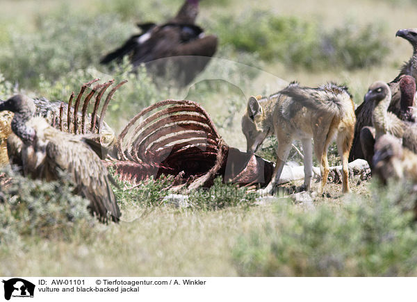 vulture and black-backed jackal / AW-01101