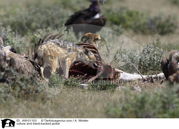 vulture and black-backed jackal / AW-01103