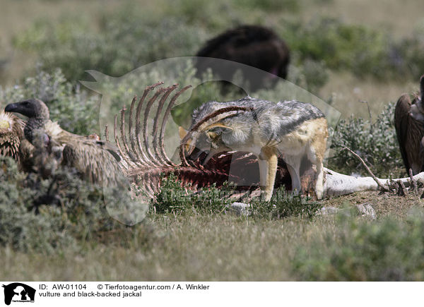 vulture and black-backed jackal / AW-01104