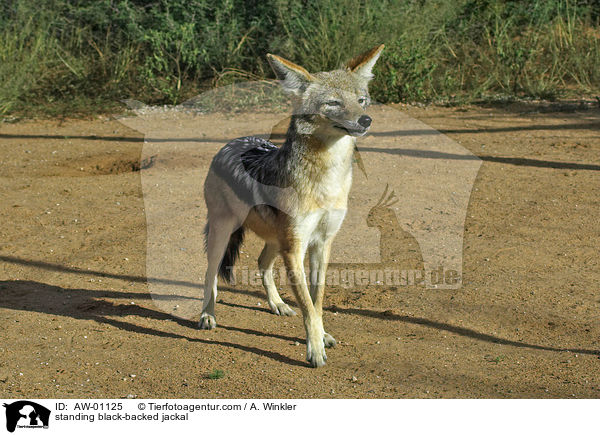 standing black-backed jackal / AW-01125