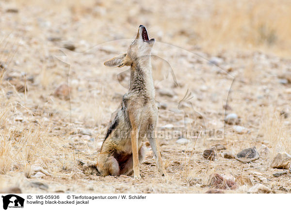 howling black-backed jackal / WS-05936