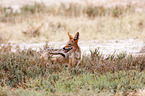 black-backed jackal