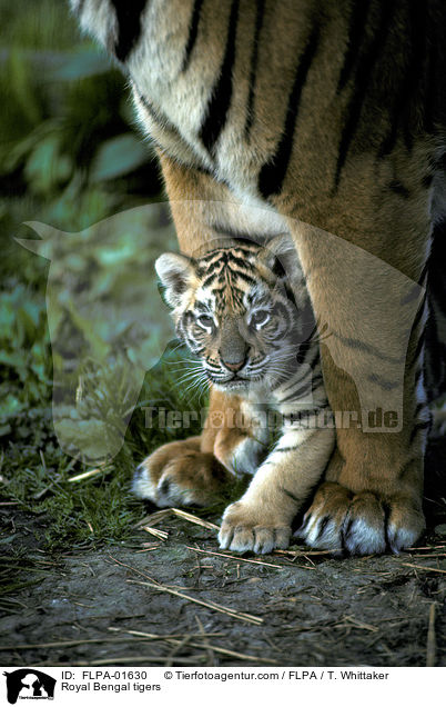 Royal Bengal tigers / FLPA-01630