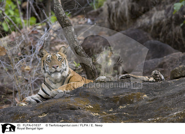 Royal Bengal tiger / FLPA-01637