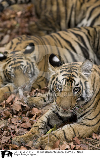 Royal Bengal tigers / FLPA-01640