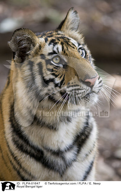 Royal Bengal tiger / FLPA-01647