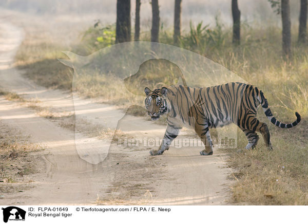 Royal Bengal tiger / FLPA-01649