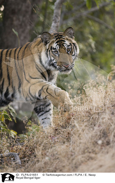 Royal Bengal tiger / FLPA-01651