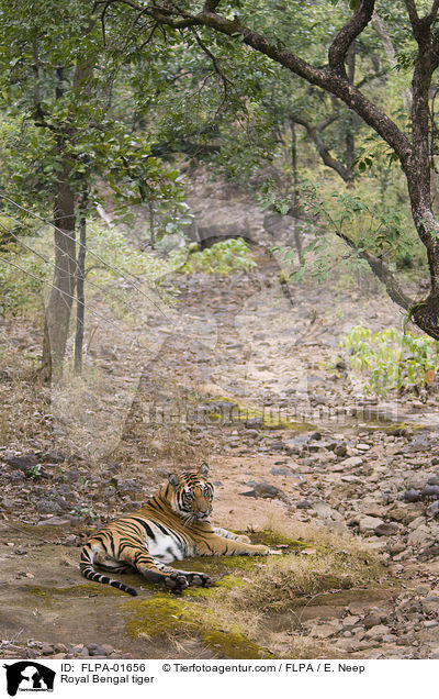 Royal Bengal tiger / FLPA-01656