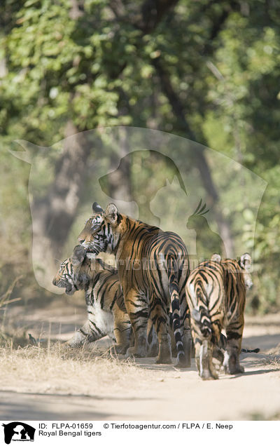 Royal Bengal tigers / FLPA-01659
