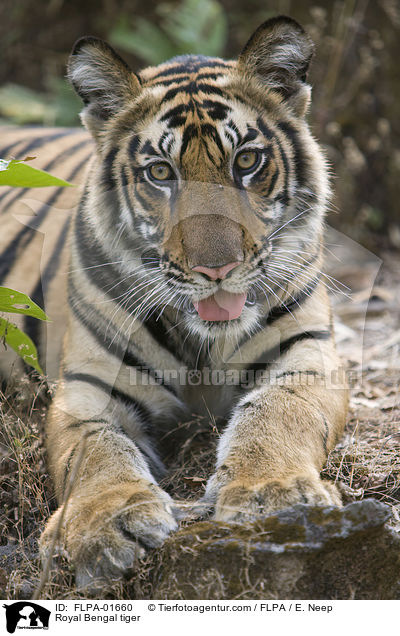 Royal Bengal tiger / FLPA-01660