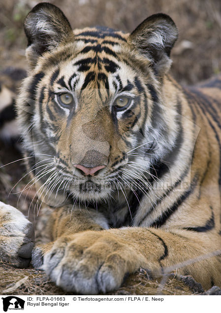Royal Bengal tiger / FLPA-01663