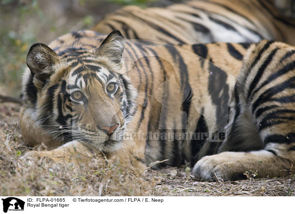 Royal Bengal tiger / FLPA-01665