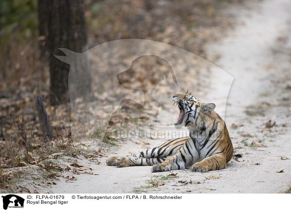 Royal Bengal tiger / FLPA-01679