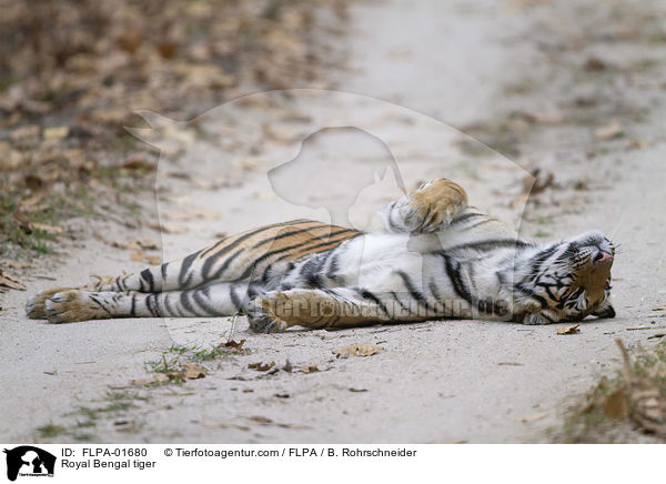 Royal Bengal tiger / FLPA-01680