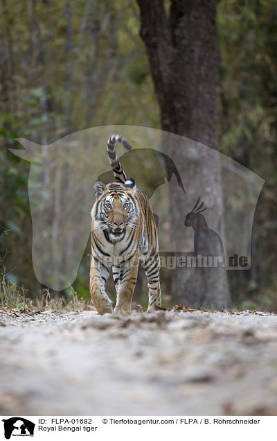 Royal Bengal tiger / FLPA-01682