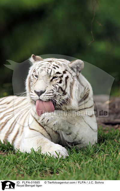 Royal Bengal tiger / FLPA-01685