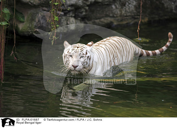 Royal Bengal tiger / FLPA-01687