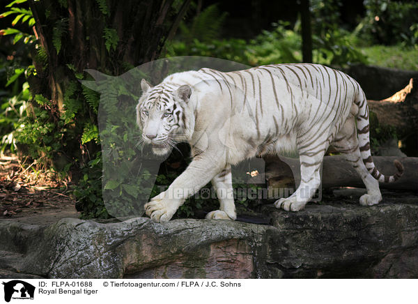 Royal Bengal tiger / FLPA-01688