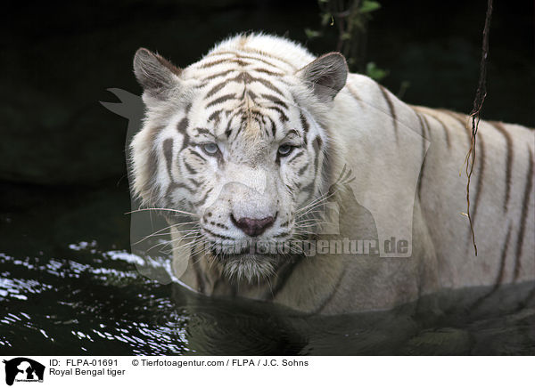 Royal Bengal tiger / FLPA-01691