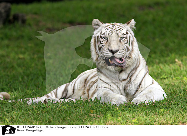 Royal Bengal tiger / FLPA-01697