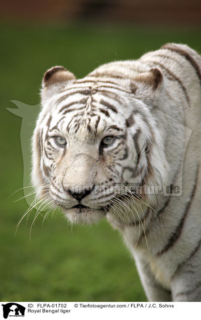 Royal Bengal tiger / FLPA-01702