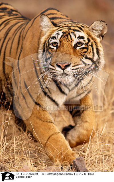 Indischer Tiger / Bengal tiger / FLPA-03789
