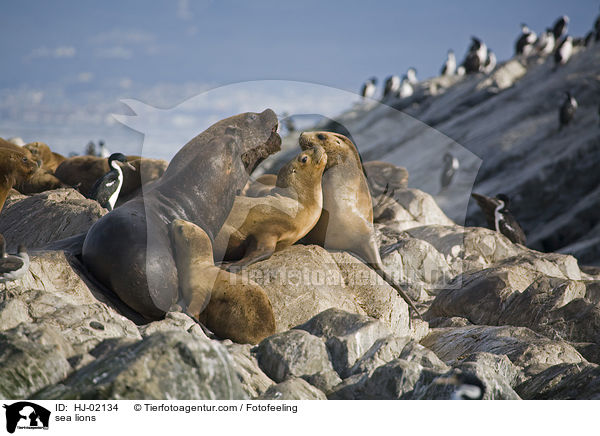 sea lions / HJ-02134