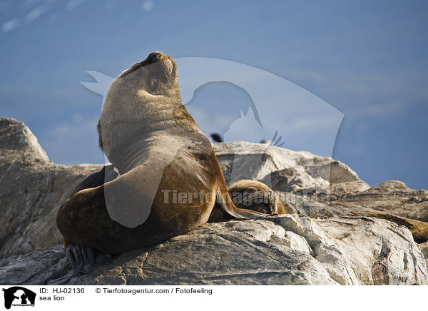 sea lion / HJ-02136
