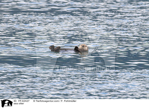 sea otter / FF-02427